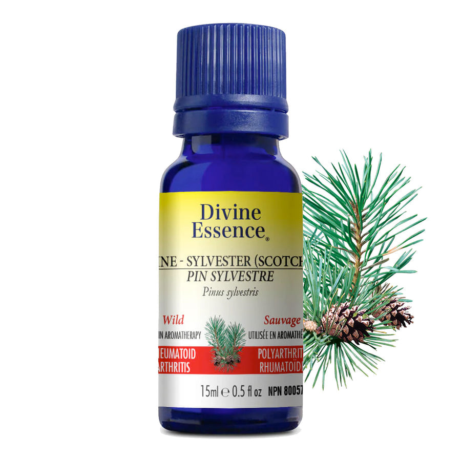 Wild Sylvester Pine Essential Oil