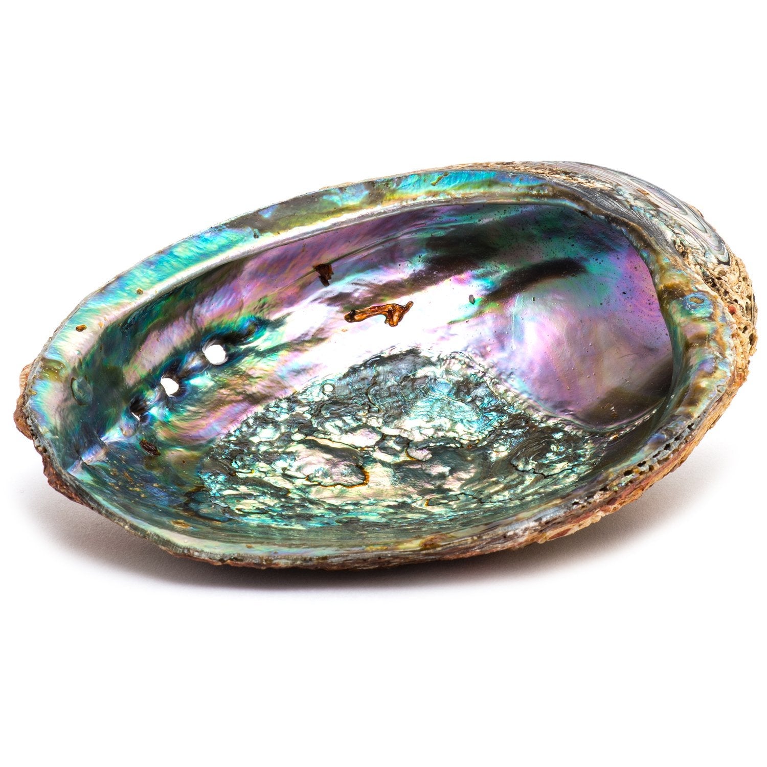 Soul Scents Medium/Large Abalone Shell