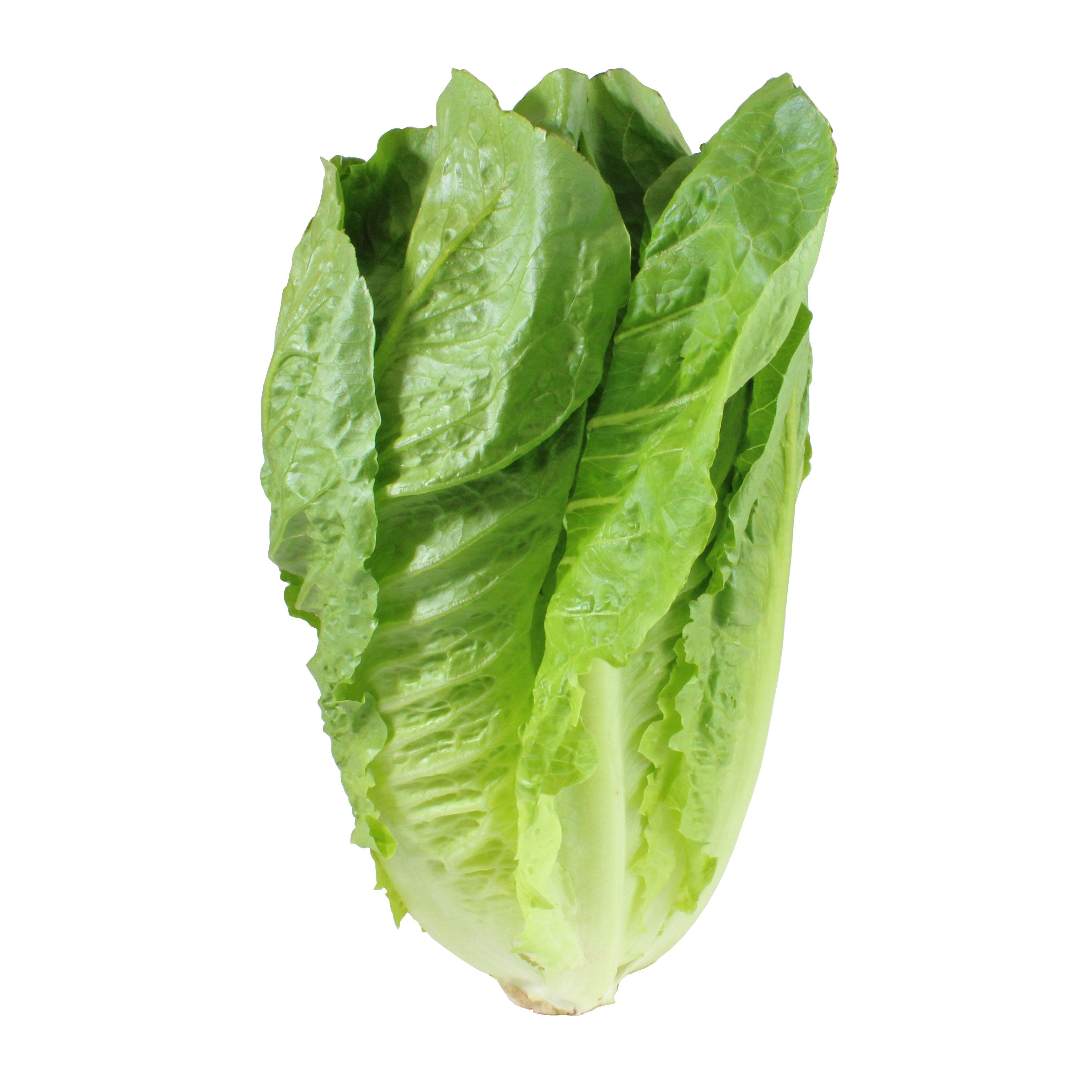 Produce Organic Romaine Lettuce