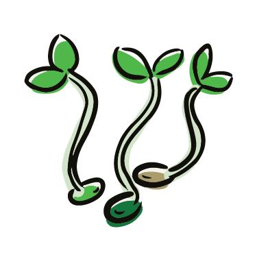 Sprouting Seeds