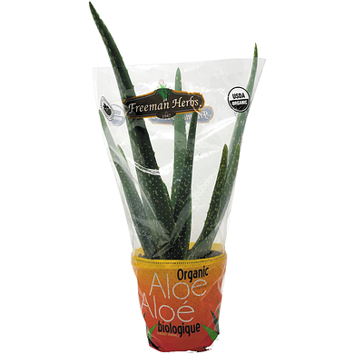 Organic Aloe Plant