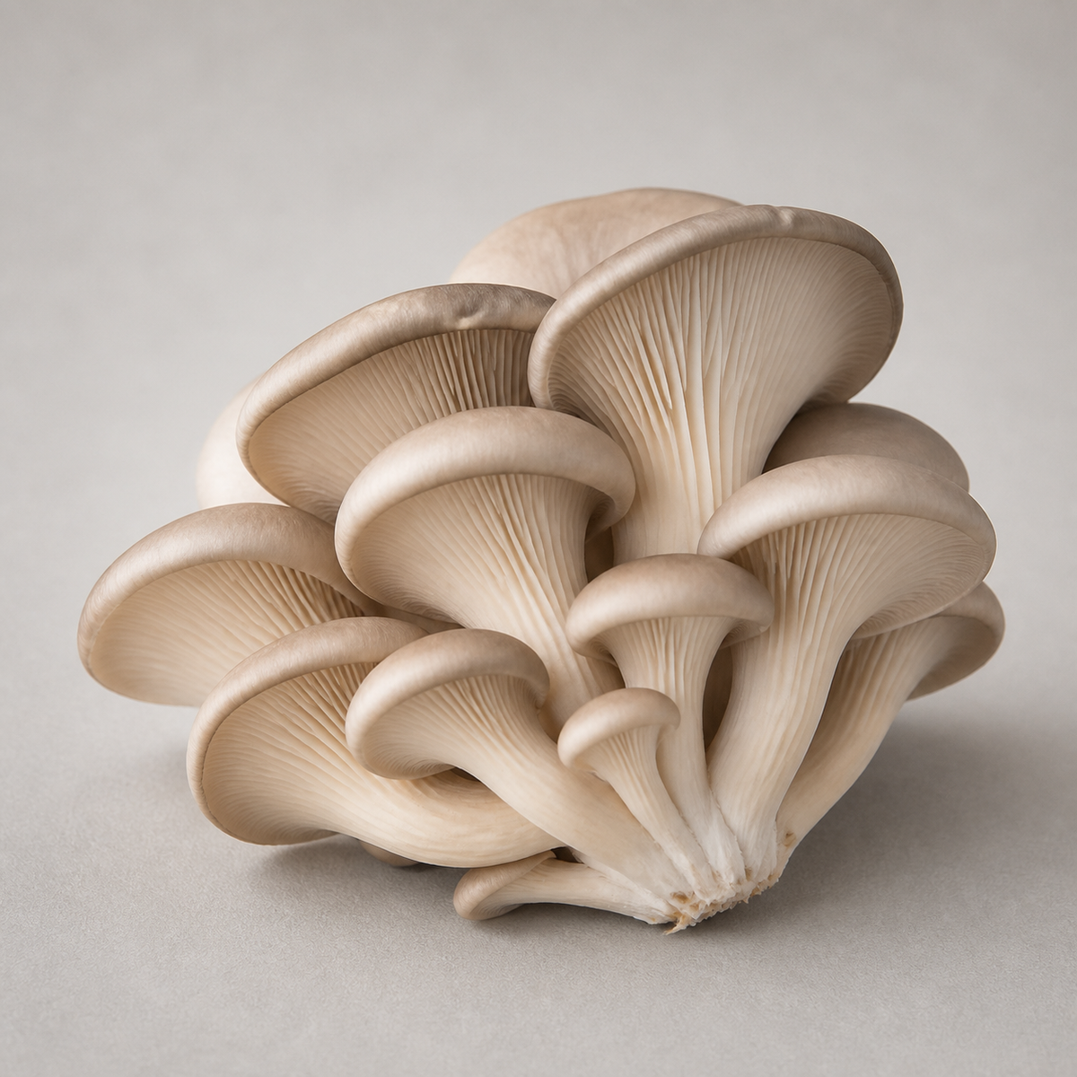 Produce Organic Oyster Mushroom