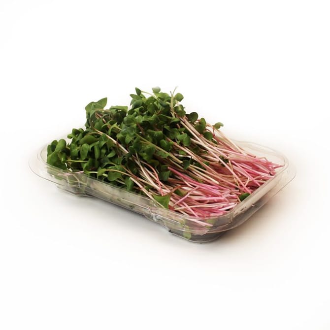 Freshleaf Sprou Organic Radish Sprouts