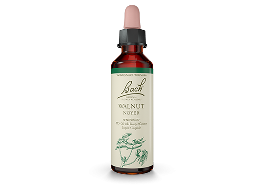 Walnut Essences