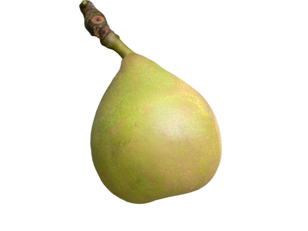 Organic Summercrisp Pears