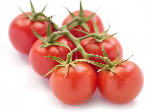 Organic Campari Tomatoes