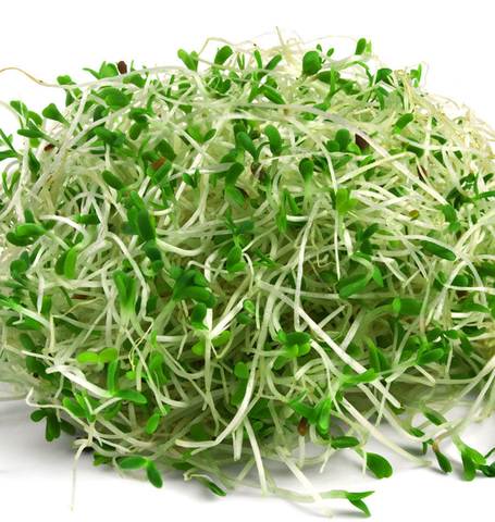 Ambrosia Organic Alfalfa Sprouts