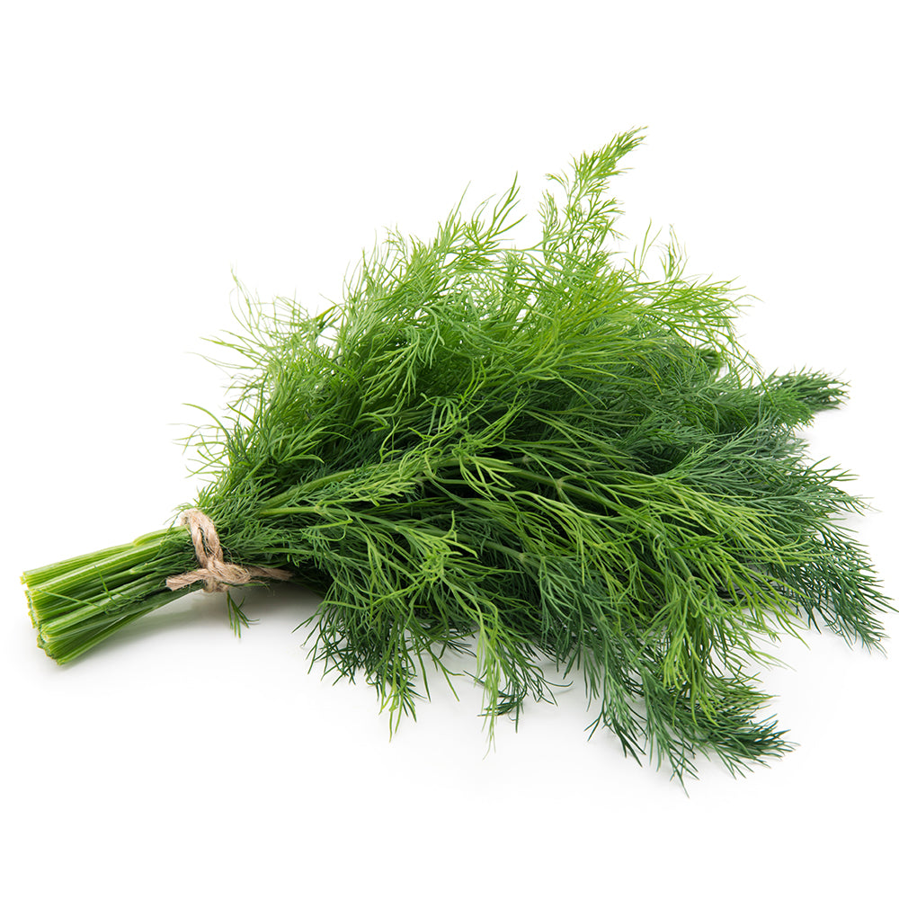 Dome Organic Dill