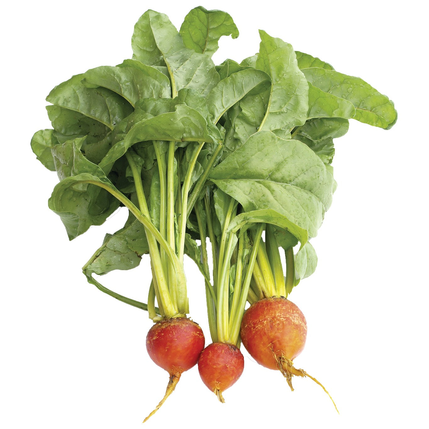 Produce Organic Golden Beet Bunch