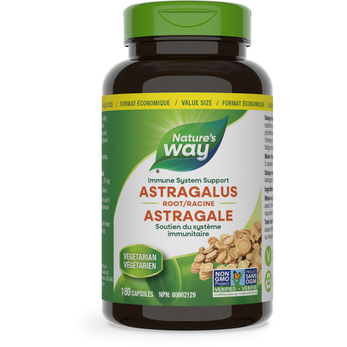 Astragalus Root