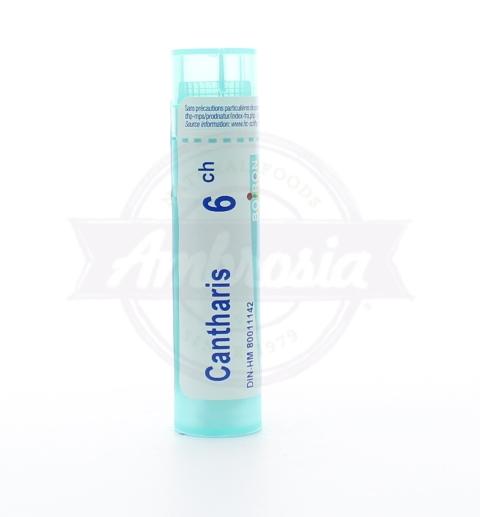 Cantharis 6Ch