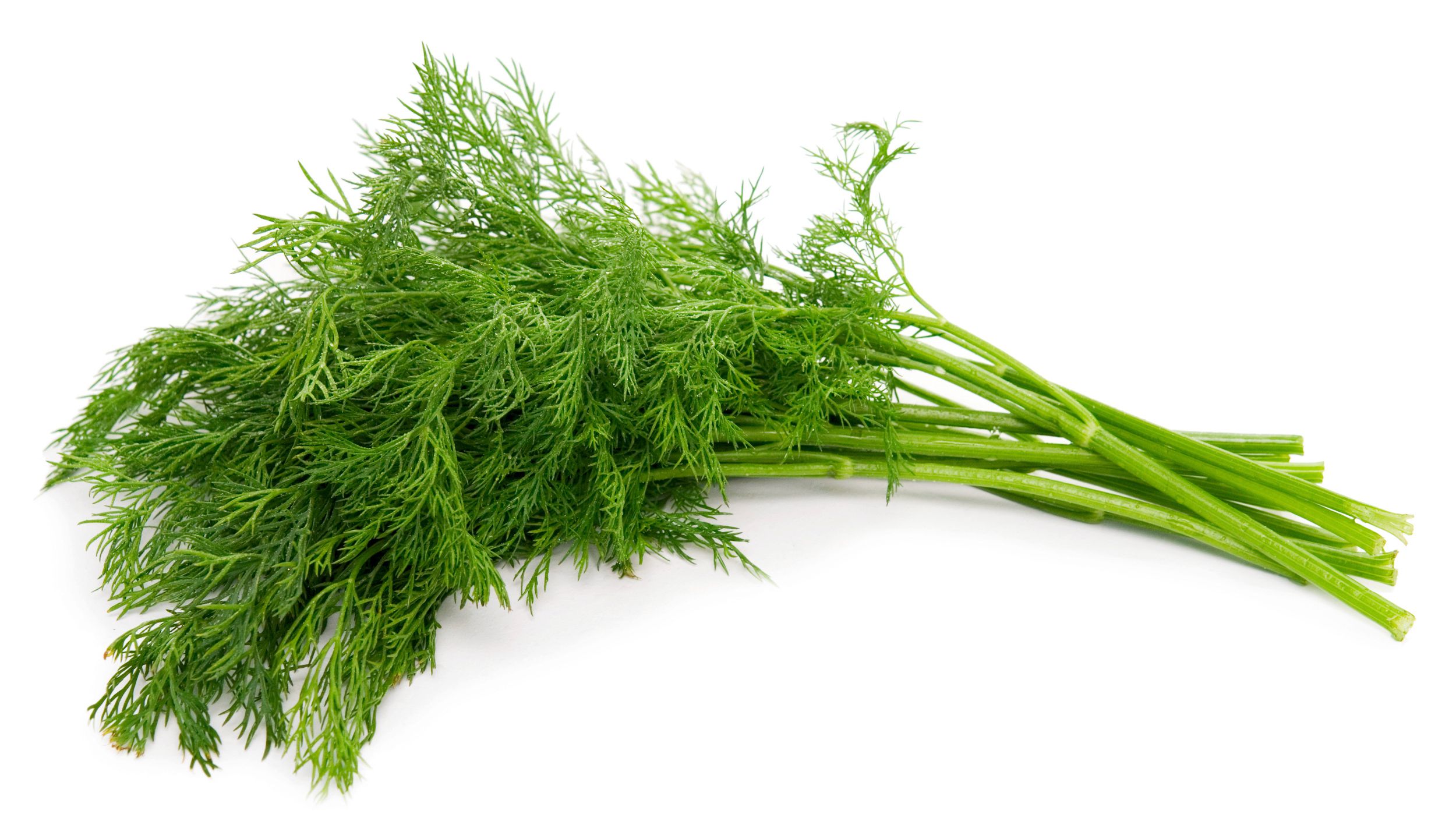 Organic Dill