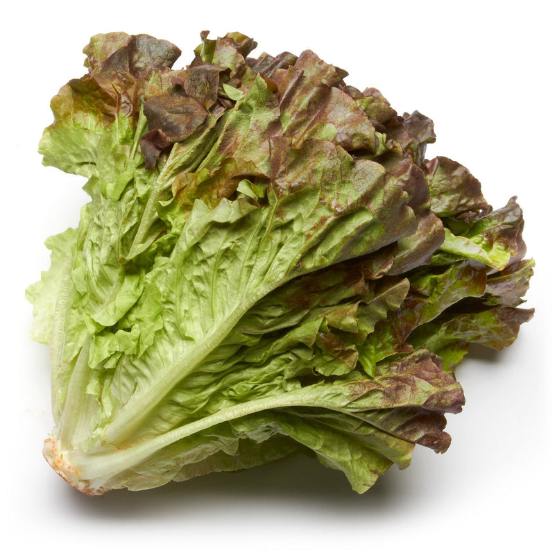 Organic Red Leaf Lettuce