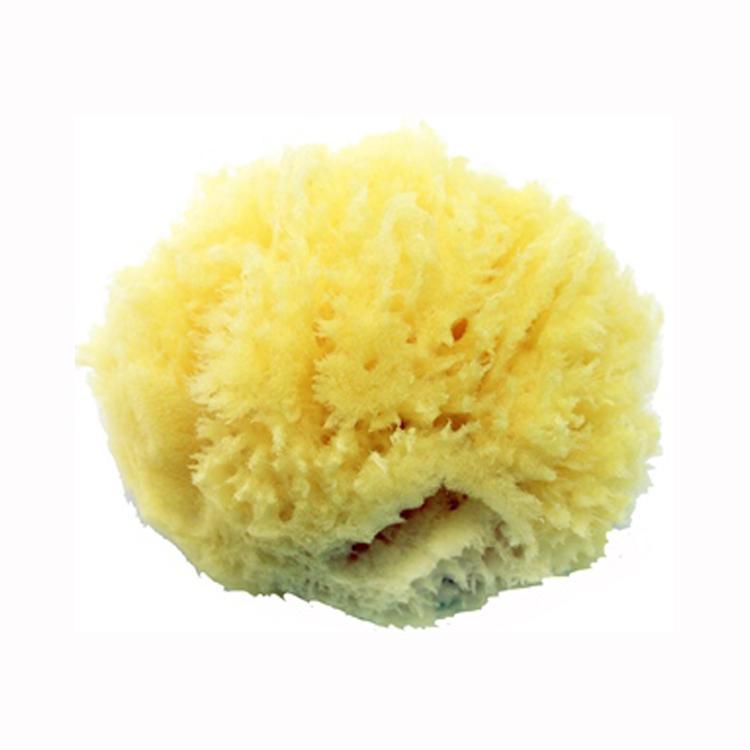 Sea Sponge