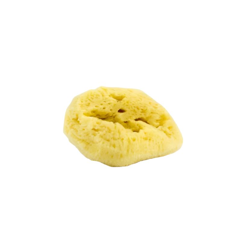 Small Sea Sponge